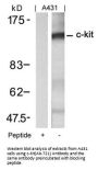FGFR1 (Ab-721) Antibody