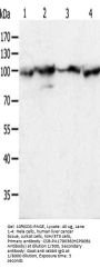 HSP90B1 Antibody
