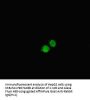 HDAC9 Antibody