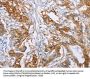 CA9 Antibody