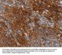 CA9 Antibody