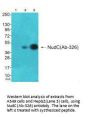 NUDC (Ab-326) Antibody