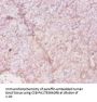HLA-DRA Antibody