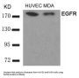EGFR (Ab-693) Antibody