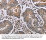 MAVS Antibody