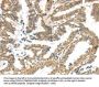 KCNG3 Antibody