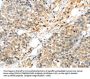 KCNG3 Antibody