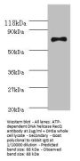 recQ Antibody