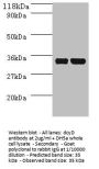 dcyD Antibody