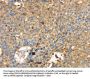 Rabbit anti-human MAPK6 polyclonal antibody