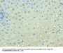 TEP1 Antibody