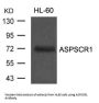 ASPSCR1 Antibody