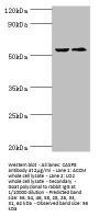 CASP8 Antibody
