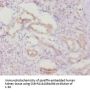 CASP8 Antibody