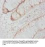 CASP8 Antibody