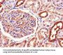 ATP1A1 Antibody