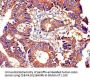 ATP1A1 Antibody