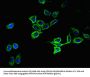 ATP1A1 Antibody