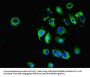 ATP1A1 Antibody