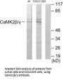 CAMK2G/CAMK2B Antibody