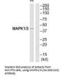 MAPK1/MAPK3 (Ab-205/222) Antibody