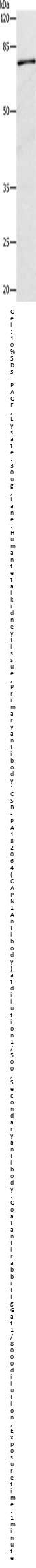 Rabbit anti-human CAPN1 polyclonal antibody