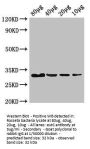 eutC Antibody