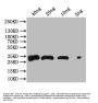 fbpA Antibody