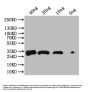 fbpA Antibody
