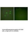 CCNE1 Antibody