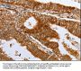 DNMT1 Antibody
