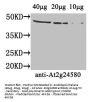 At2g24580 Antibody