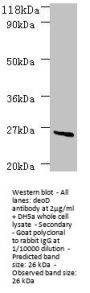 deoD Antibody