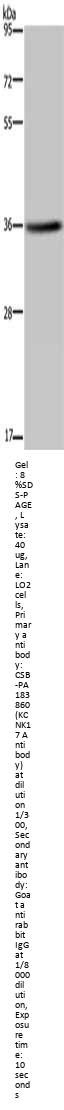 KCNK17 Antibody