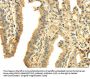 PTGS2 Antibody
