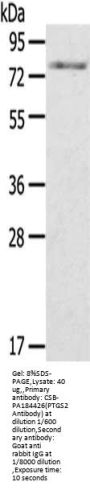 PTGS2 Antibody