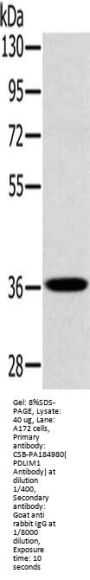 PDLIM1 Antibody