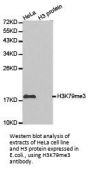 Histone H3K79me3 Antibody