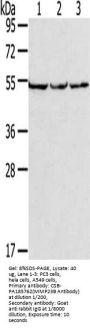 MMP23A Antibody