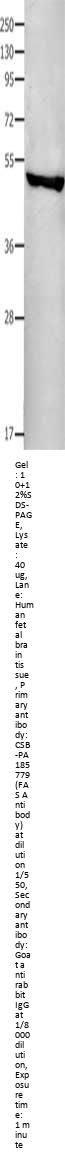 FAS Antibody