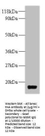 trxA Antibody