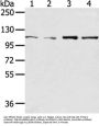 UBA1 Antibody