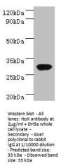 rbsK Antibody
