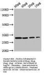 rbsK Antibody