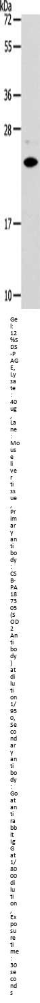 SOD2 Antibody
