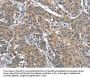 OLR1 Antibody