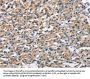 OLR1 Antibody