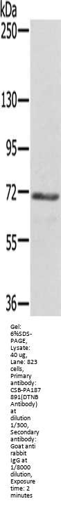 DTNB Antibody