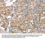 NLRP7 Antibody