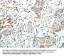 FZD3 Antibody